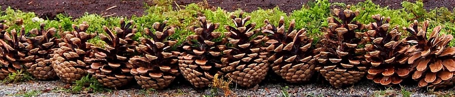 nature, edge, tap, plant, field, land, large group of objects HD wallpaper