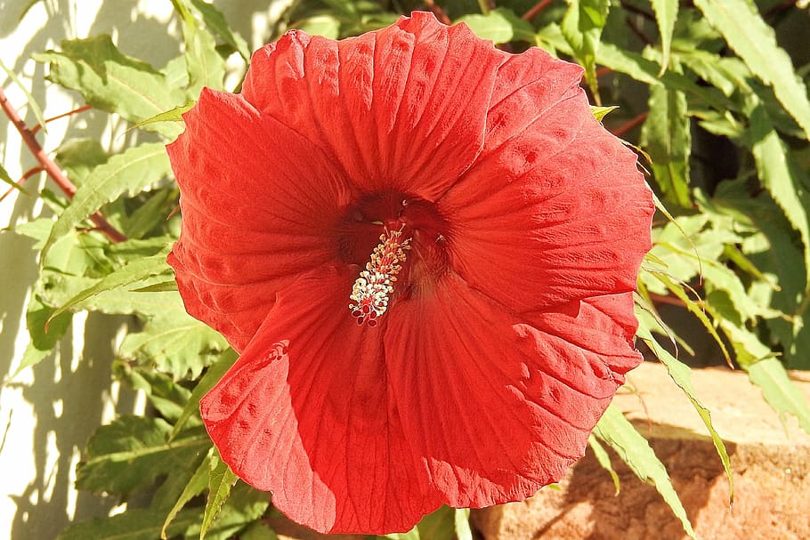 hibiscus, blossom, bloom, red, giant hibiscus, flower, nature HD wallpaper