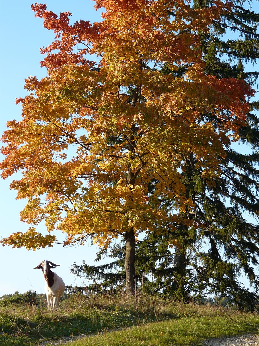 Goat, Idyll, Tree, Fall Color, autumn, coloring, fall leaves HD wallpaper