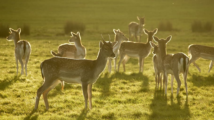 wildlife photography of herd of deers, herd of deer on grass HD wallpaper
