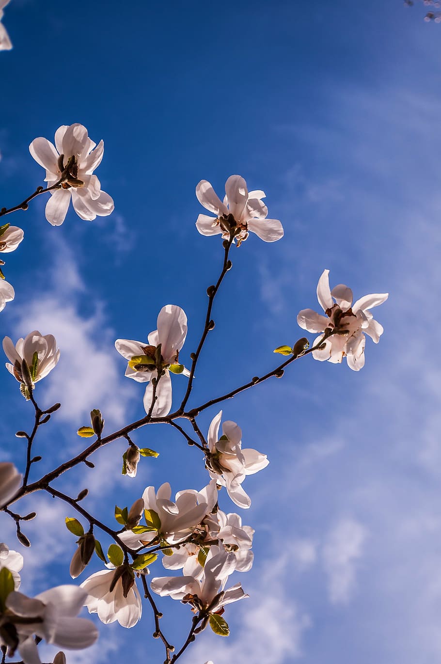 magnolia, flowers, spring, bud, tree, pink, full bloom, frühlingsblüher HD wallpaper