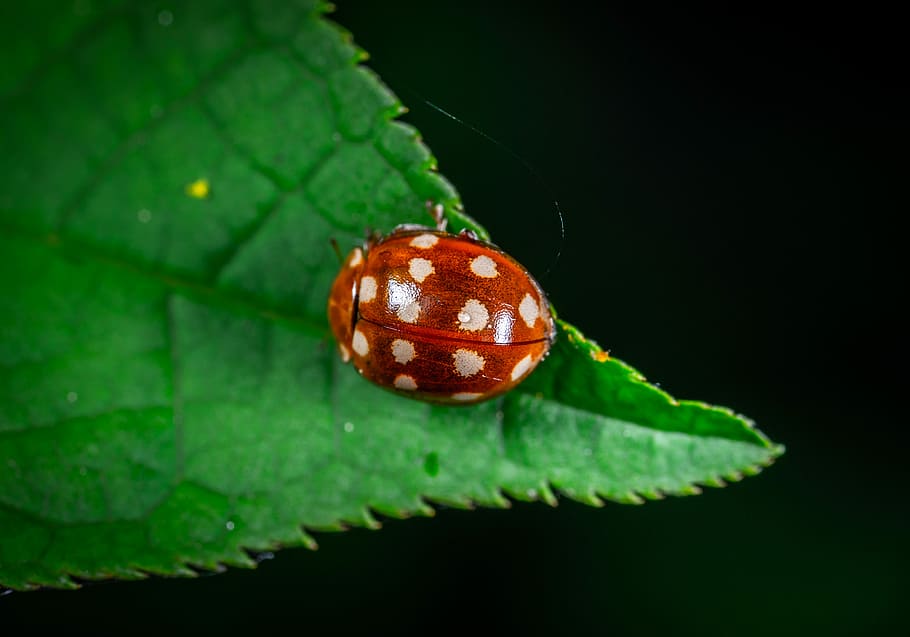 ladybug, beetle, insect, macro, close-up, invertebrate, plant part HD wallpaper