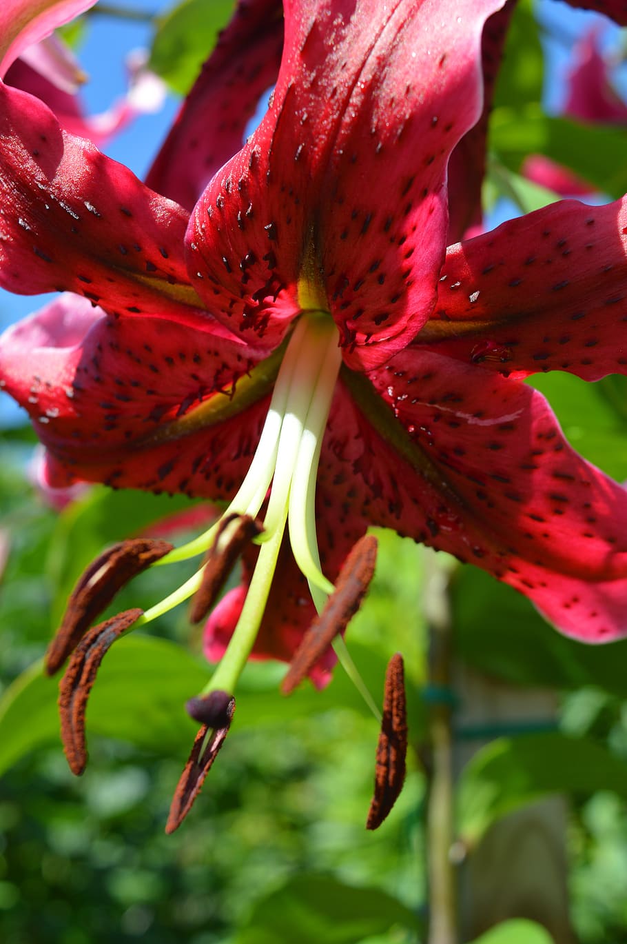 lily, red, close up, flower, flowering plant, growth, beauty in nature HD wallpaper