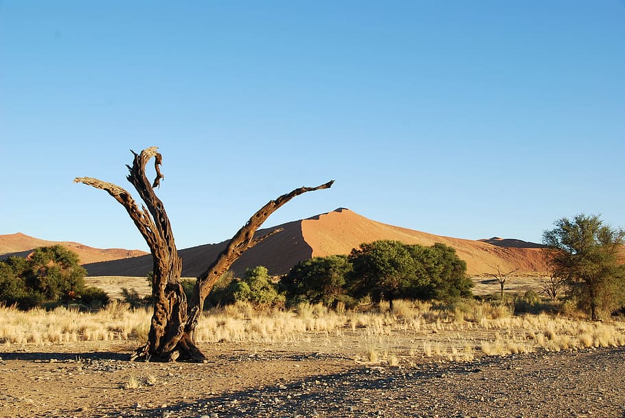 dead brown tree, desert, dune, namibia, africa, dead plant HD wallpaper