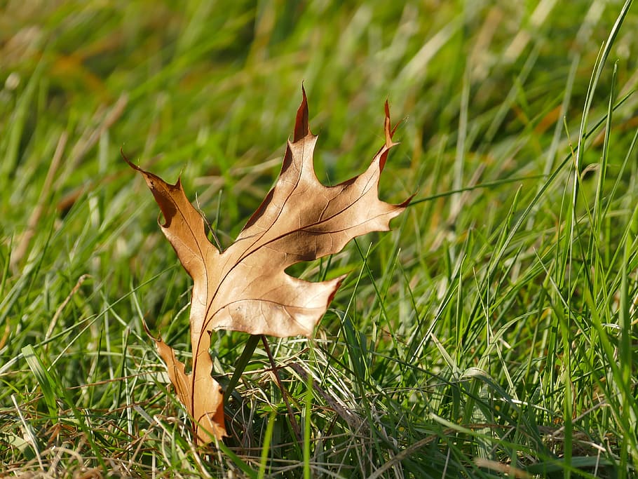 autumn, nature, leaf, oak leaf, pedunculate oak, brown, meadow HD wallpaper