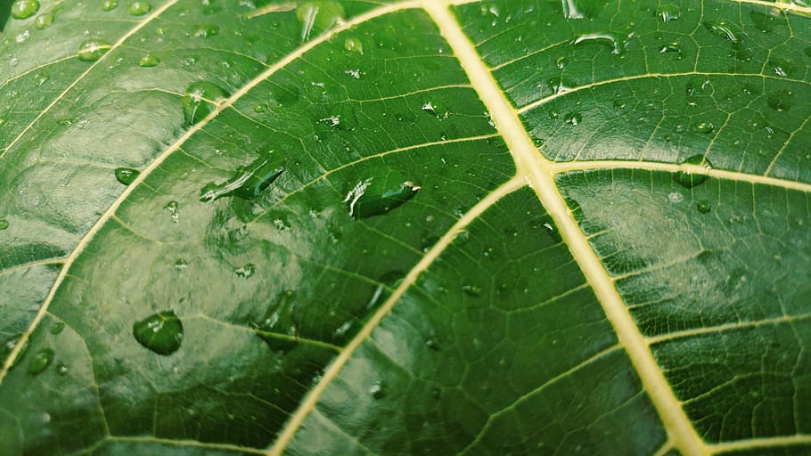 green leaf, flora, dew, nature, drop, garden, growth, plant part HD wallpaper