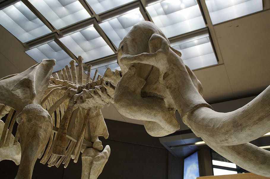 mammoth, skeleton, museum, exhibit, mammal, tusks, pachyderm HD wallpaper