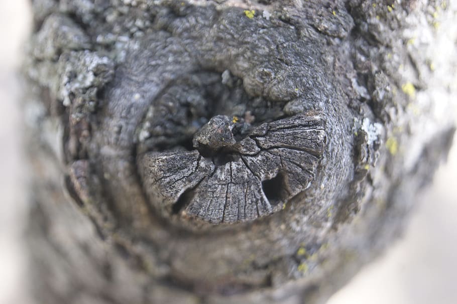 Tree Trunk, Texture, Bark, close-up, no people, day, outdoors HD wallpaper