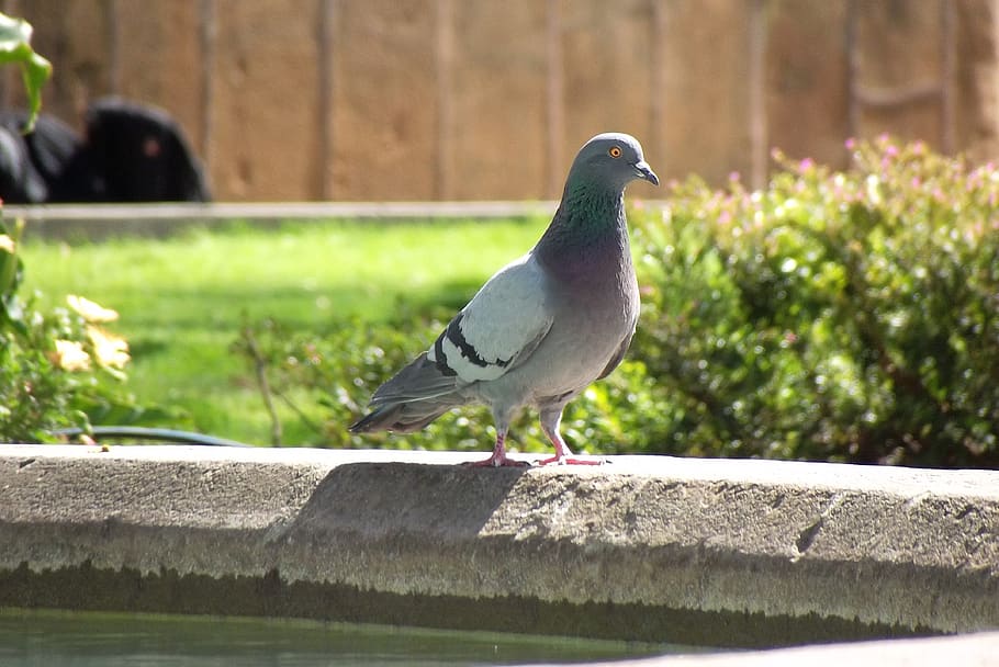 pigeons, avez, birds, animal themes, vertebrate, animal wildlife HD wallpaper