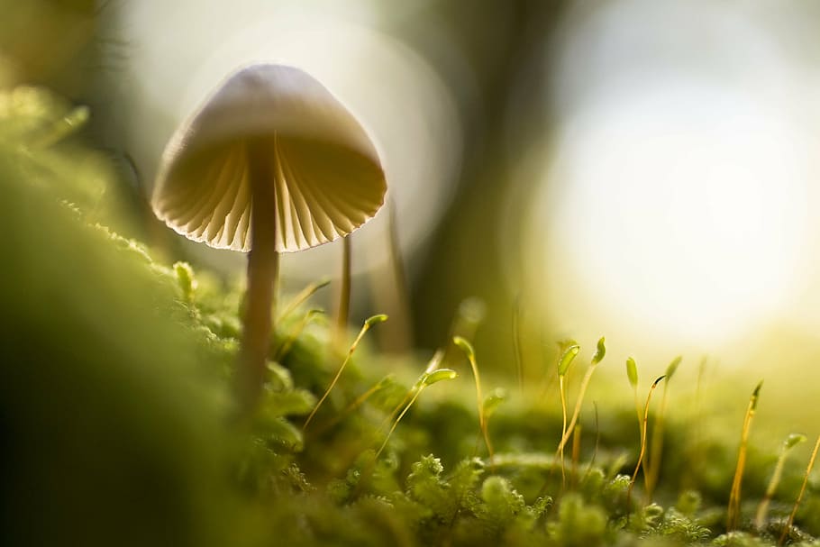 bluur, flora, macro, mushroom, nature, sprouts, vegetation HD wallpaper