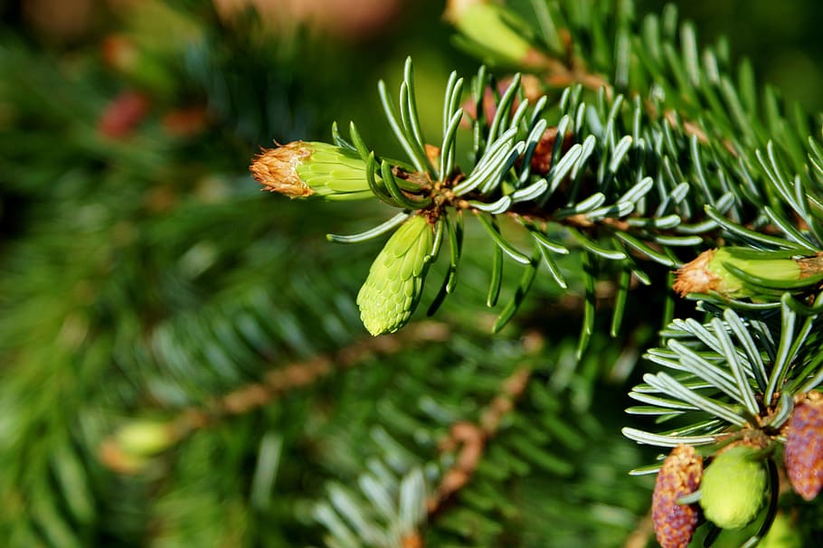 Pine, Branch, Engine, Needles, pine branch, spruce, nature HD wallpaper