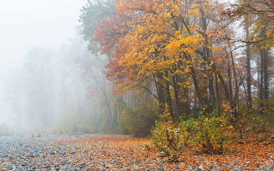 landscape photography of trees, misty forest during daytime, road HD wallpaper