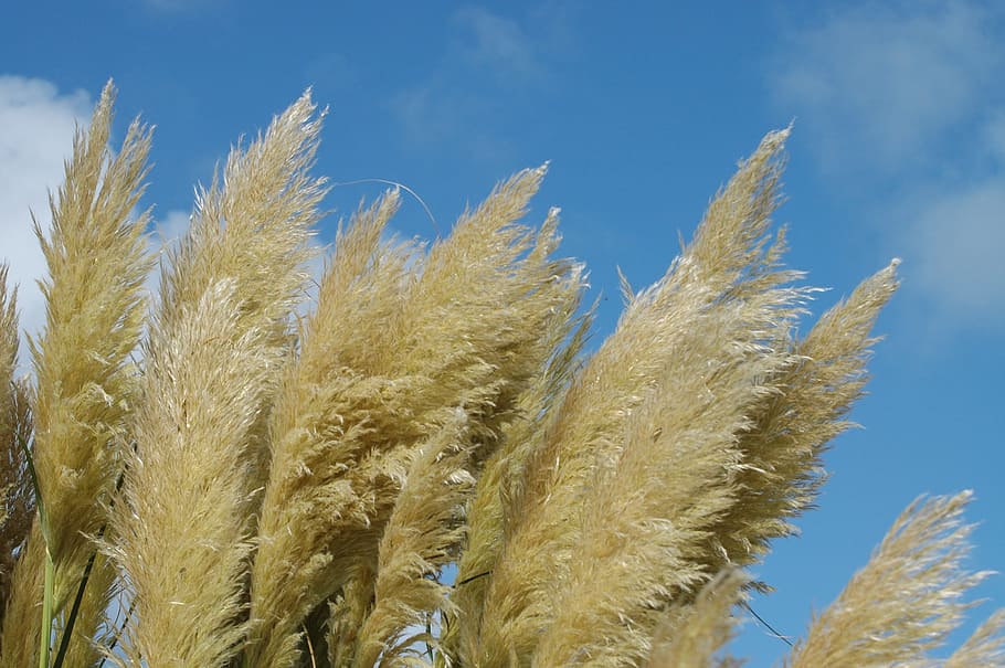 reed, wind, nature, sky, clouds, landscape, water, mood, sea HD wallpaper