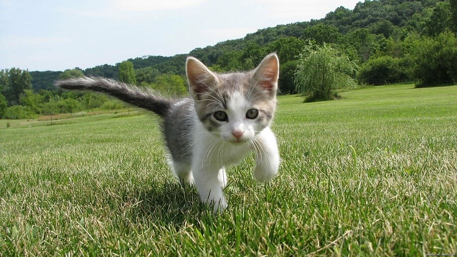walking silver tabby kitten, cute, feline, kitty, domestic HD wallpaper