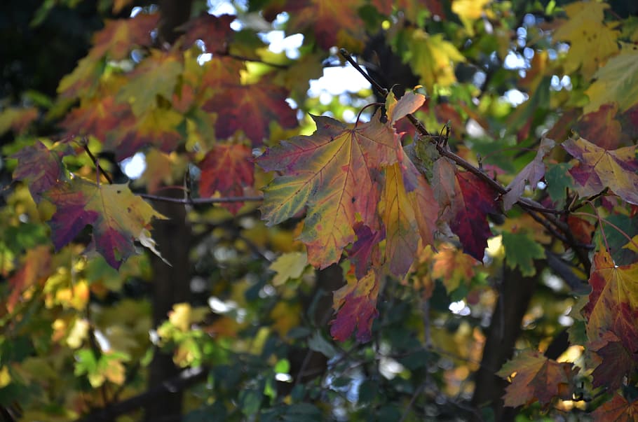 leaves, tree, autumn, plant part, leaf, change, close-up, growth HD wallpaper