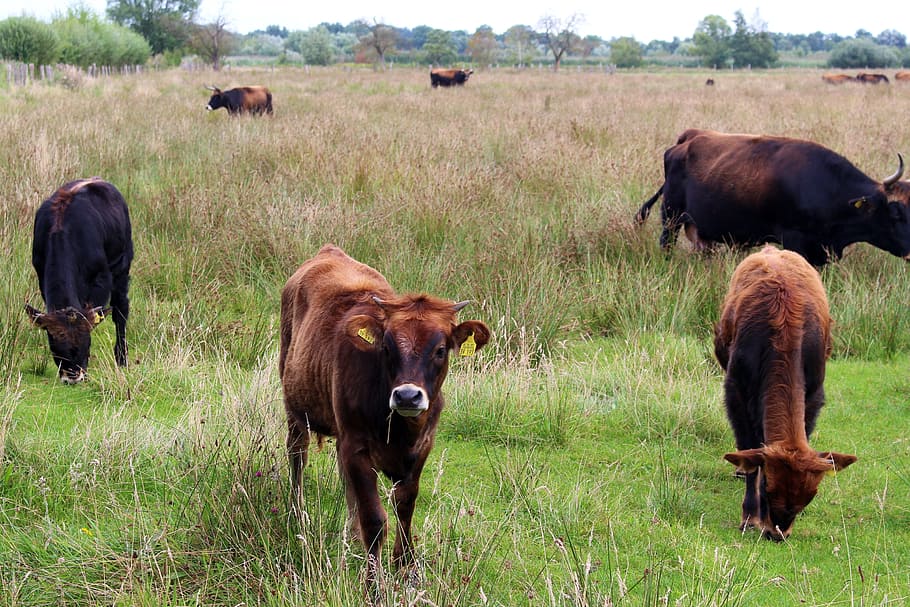 Cattle, Cows, Pasture, Graze, Nature, horns, cops, livestock HD wallpaper