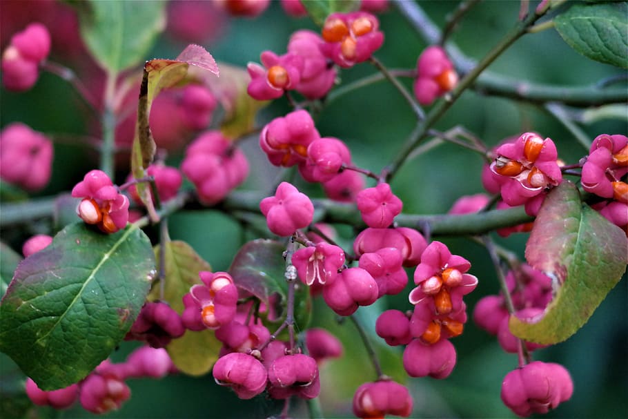 blossom, bloom, fruit, spindle, fortunei, plant, nature, growth HD wallpaper