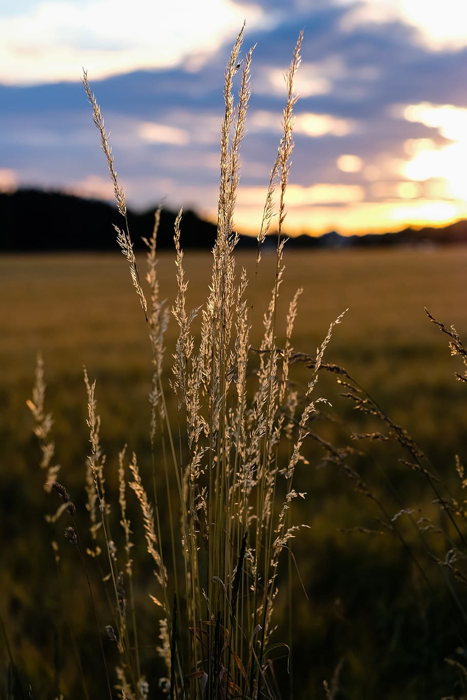 nature, waters, grass, reed, sky, landscape, summer, plant HD wallpaper