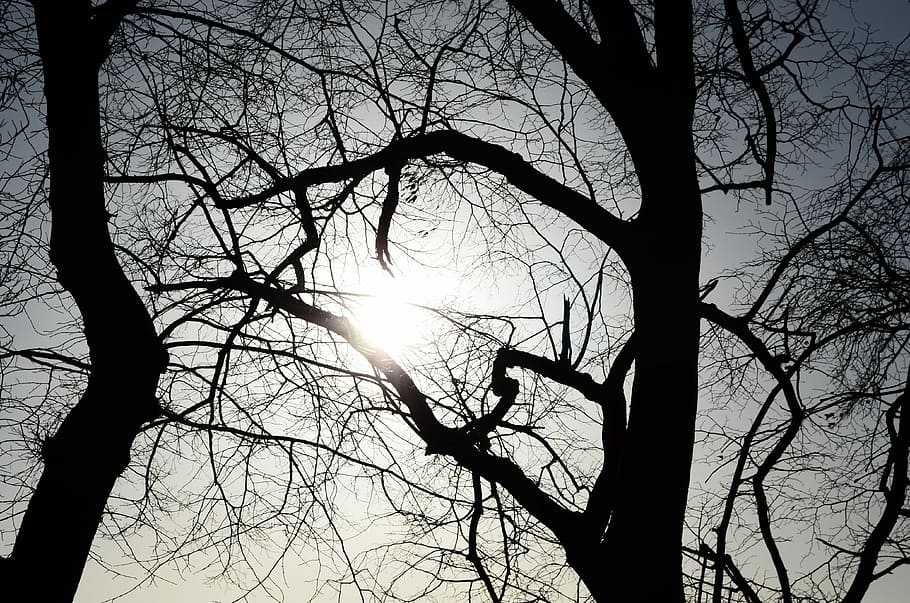 Tree, Sun, Nature, Background, Light, effects, bare tree, branch HD wallpaper