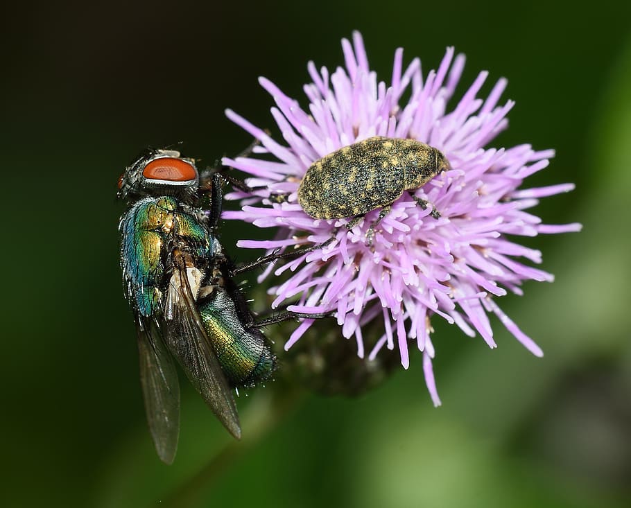 flower, moscow, lucilla, weevil, insect, invertebrate, animal HD wallpaper