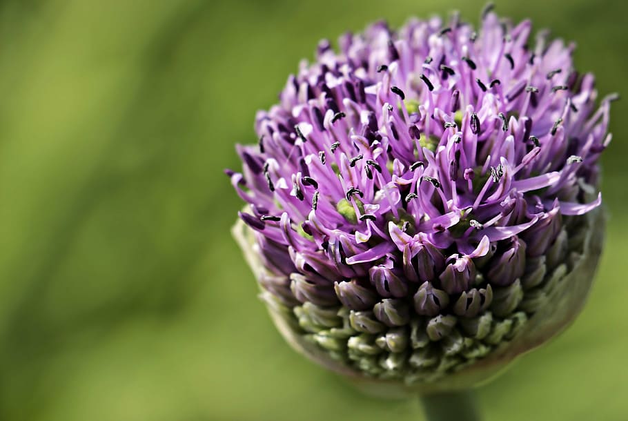 purple petaled flower selective-focus photography, ornamental onion, HD wallpaper