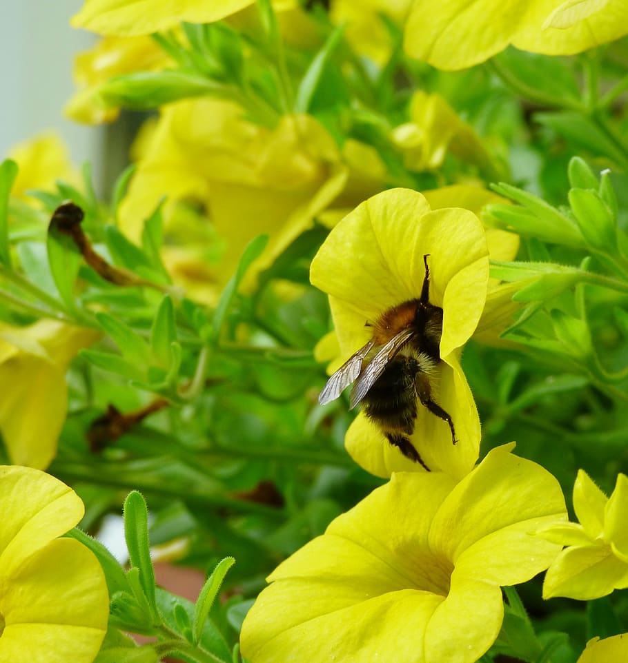 bee, bug, nature, flower, yellow, flowering plant, petal, fragility HD wallpaper