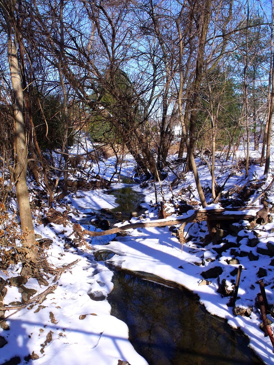 trees, forest, brook, rivulet, winter, water, snow, cold temperature HD wallpaper