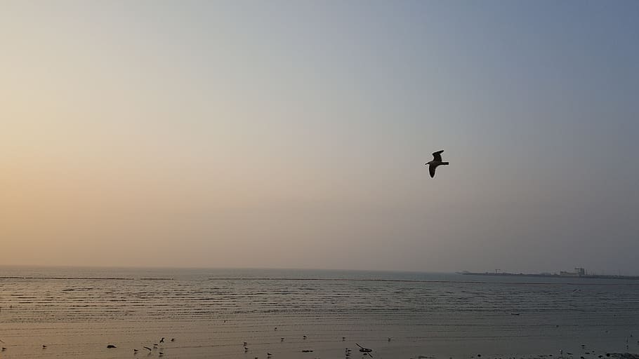 west sea, sunset, seagull, bird, sky, vertebrate, animal, animal themes HD wallpaper