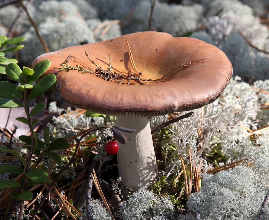 Mushroom, Russula, Tasty, Food, Brown, grass, dry leaves, kitchen, HD wallpaper