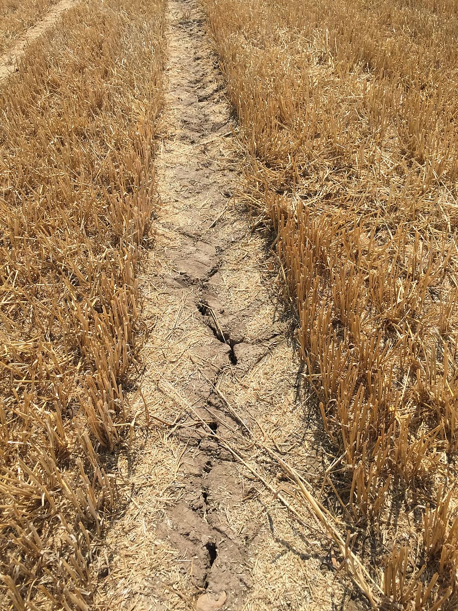 dry, drought, field, summer, plant, no people, day, land, nature HD wallpaper
