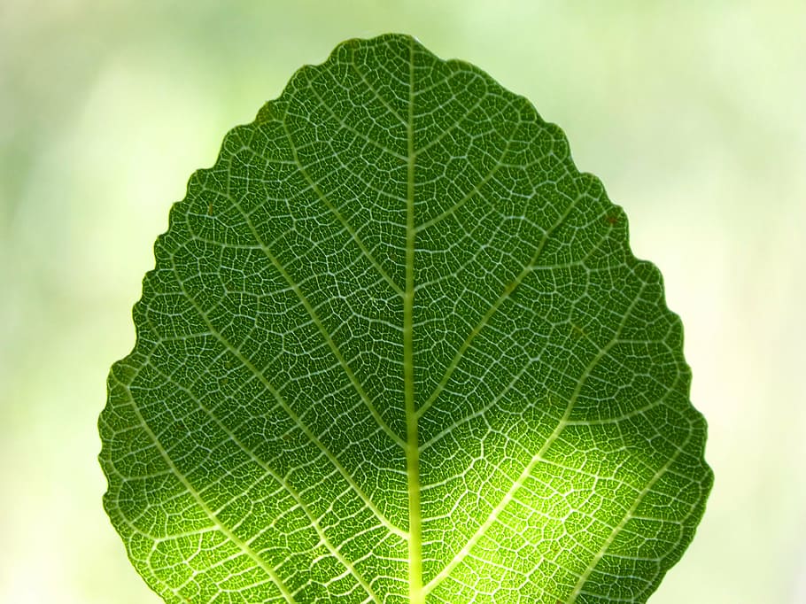 leaf, fig tree, ramifications, backlight, translucent, green HD wallpaper