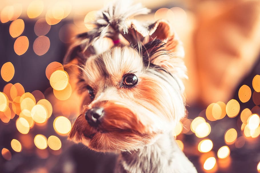 Wonderful Christmas Portrait of Cute Yorkshire Terrier, animals