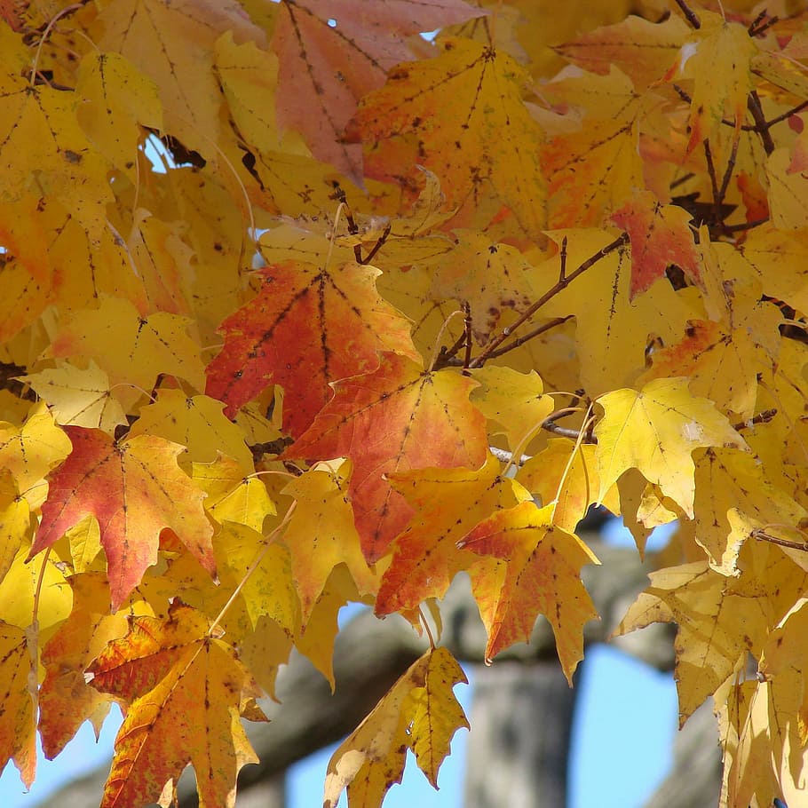 leaves, golden, fall, red, nature, season, autumn, change, plant part HD wallpaper
