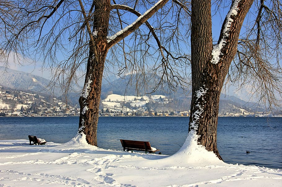 winter, snow, tree, cold, frozen, frost, ice, wood, landscape HD wallpaper