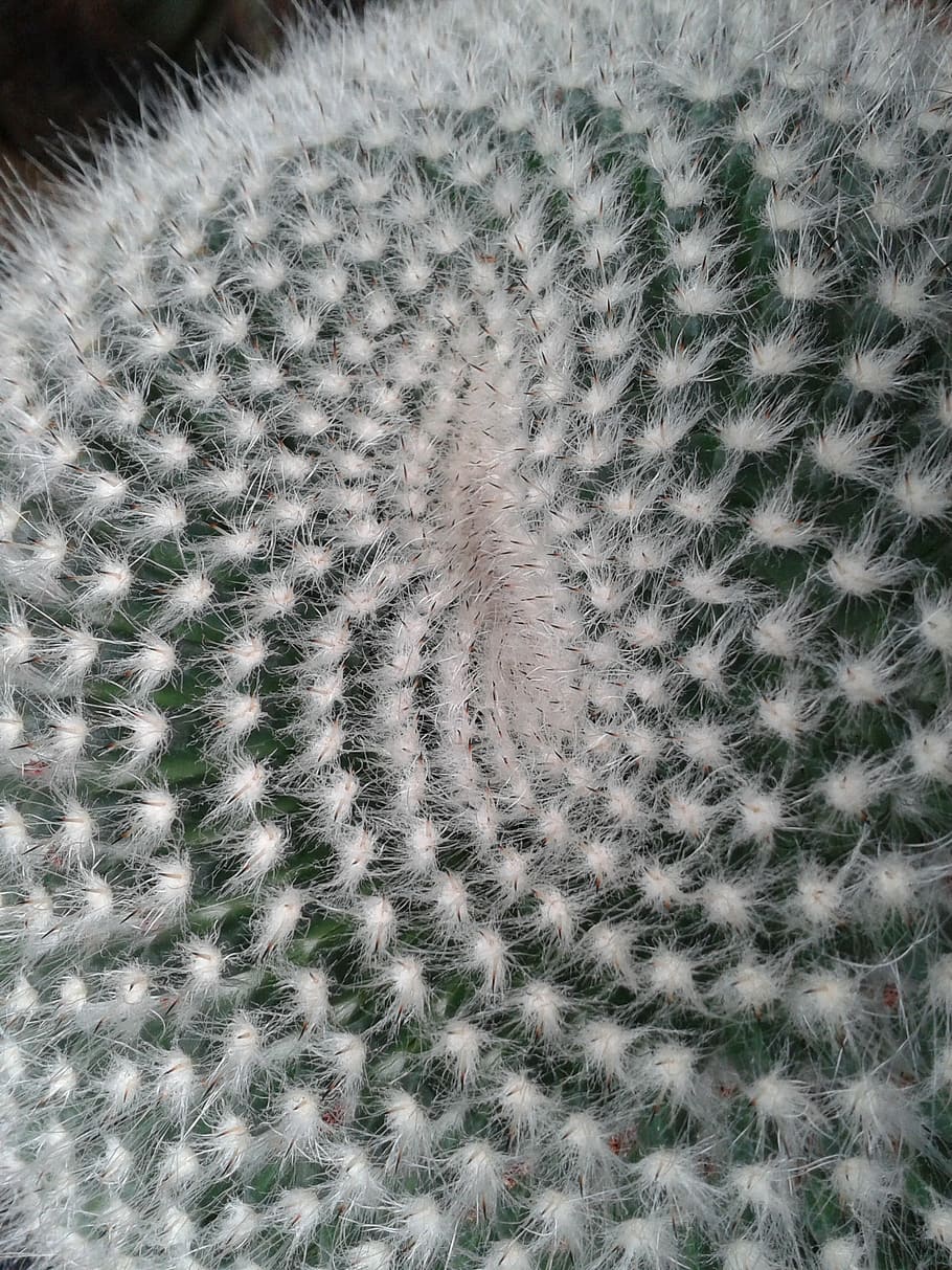 cactus, structure, lemniscate, pattern, close-up, backgrounds HD wallpaper
