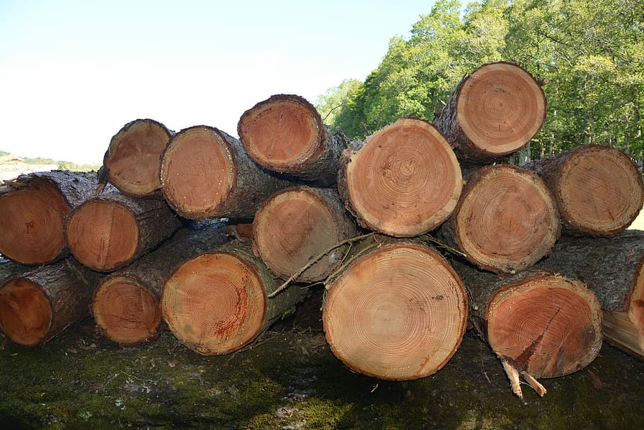 Wood, Trunks, Tree Trunk, Nature, woodcutter, log, stack, wood - material