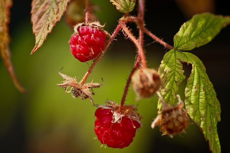 raspberry, fruit, fresh fruit, freshness, food, organic, summer HD wallpaper