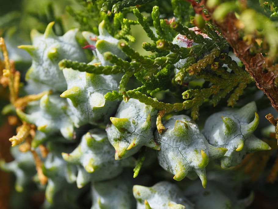 hedge, blossom, bloom, seeds, plant, macro, close up, garden HD wallpaper