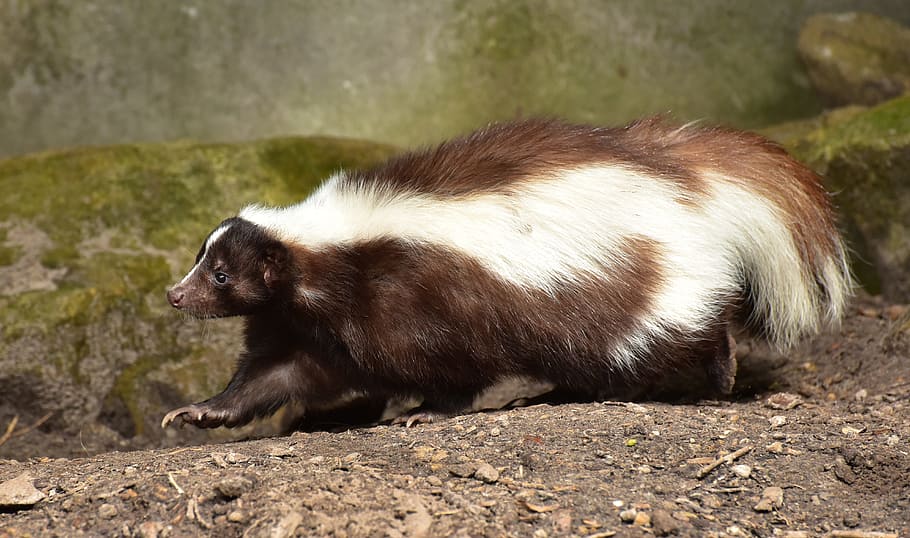 brown and white skunk on brown sand, mammal, brown white, animal