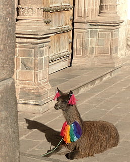 Alpaca, Peru, Cusco, Inca, Cuzco, peruvian, andes, rooster HD wallpaper