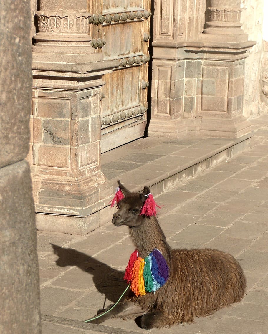 Alpaca, Peru, Cusco, Inca, Cuzco, peruvian, andes, rooster HD wallpaper