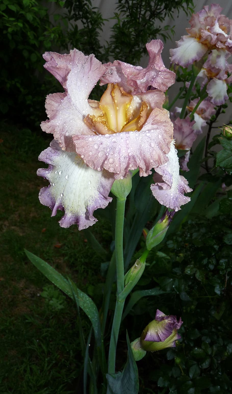 iris, flower, raindrops, flowering plant, vulnerability, beauty in nature HD wallpaper
