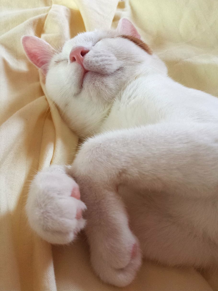 short-coated white cat, animal, kitten, kitty, sleep, sleeping HD wallpaper