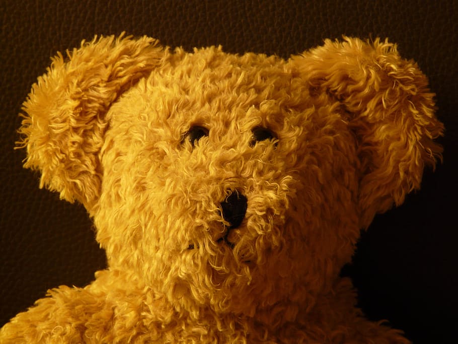 Teddy Bear, Soft, Fluffy, cuddly, purry, button eyes, brown, HD wallpaper