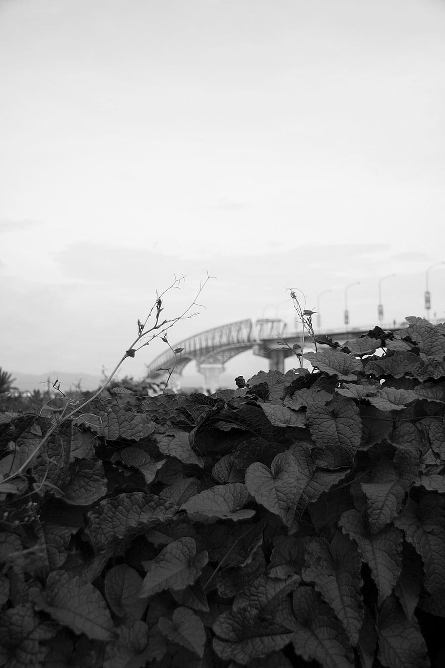 leaves, bridge, park, leaf, foliage, natural, outdoors, sky HD wallpaper