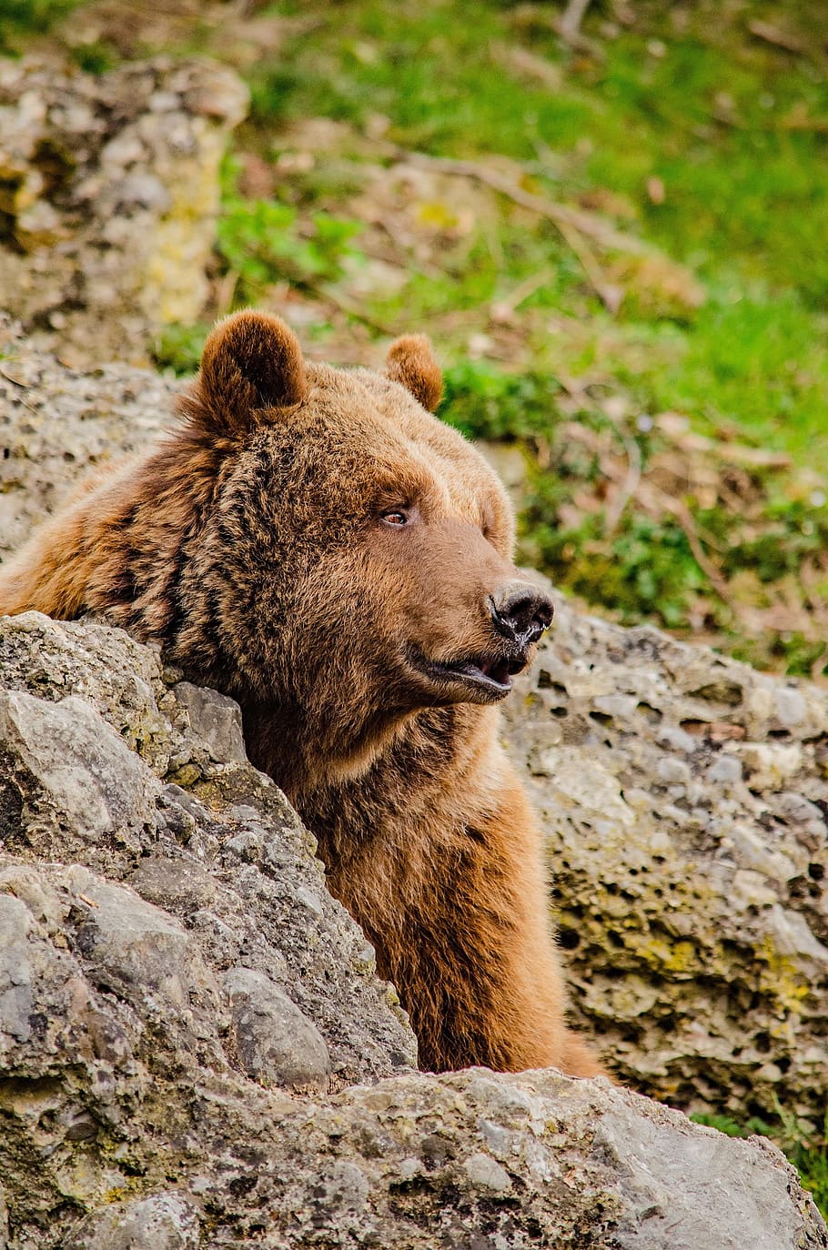 brown bear, predator, fur, zoo, tiergarten, mammal, cozy, lazy HD wallpaper