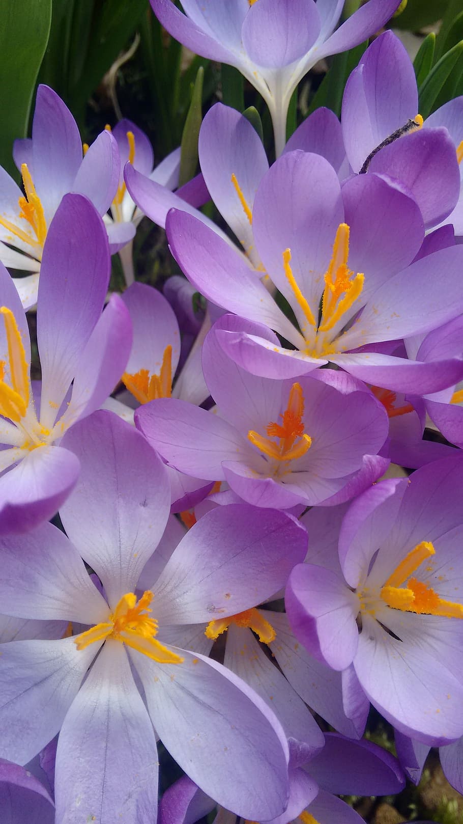 crocus, spring, flowers, flowering plant, petal, vulnerability HD wallpaper