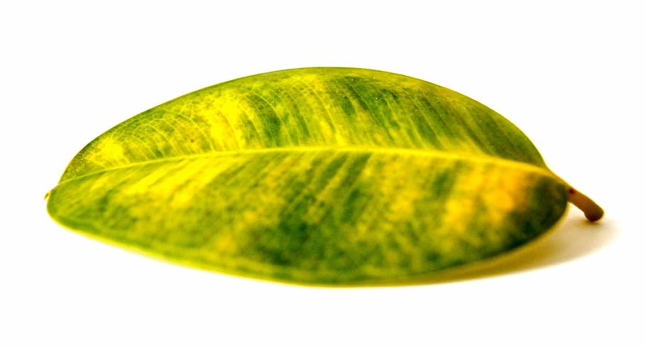 leaf, rubber tree, plant, nature, cut out, green, canceled HD wallpaper