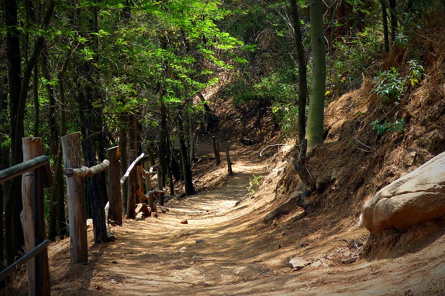 dirt road surrounding green leaf trees at daytime, forest, trail HD wallpaper