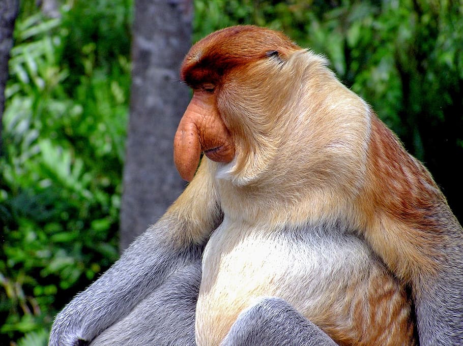 proboscis monkey wallpaper